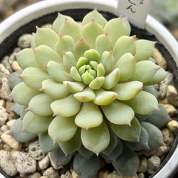 ☆エケベリア属 ウォーターリリー 多肉植物 自家栽培 国産 多肉植物 美