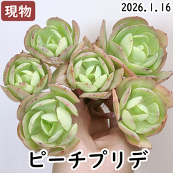 オーストラリアキャプテンヘイ【エケベリア 多肉植物】 多肉植物