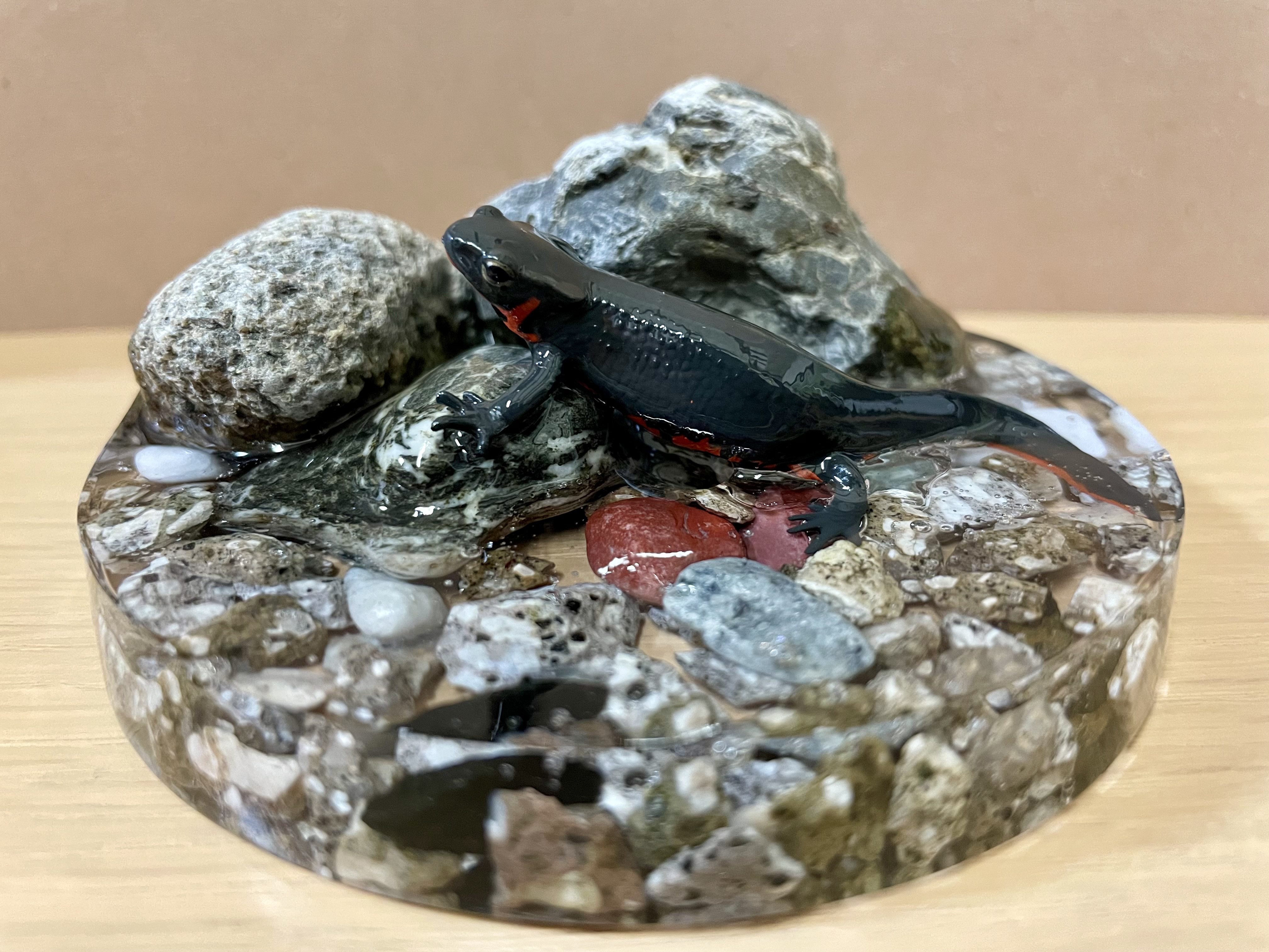 アカハライモリ