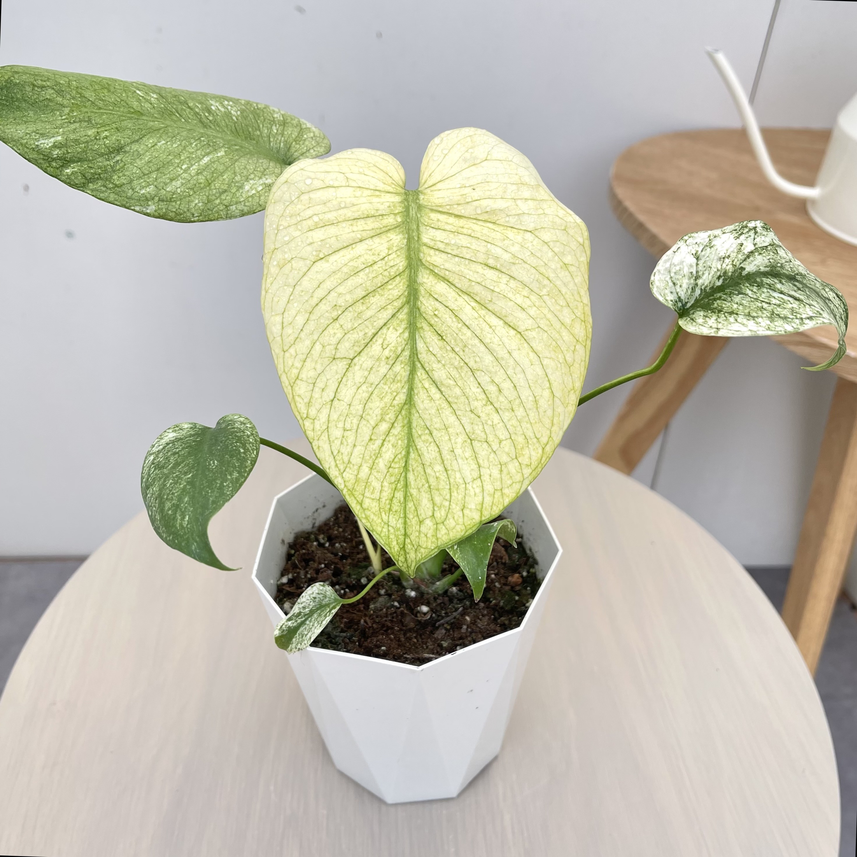 モンステラ　デリシオサ　ホワイトモンスター　1【現品】☆希少☆ 観葉植物　室内　4号