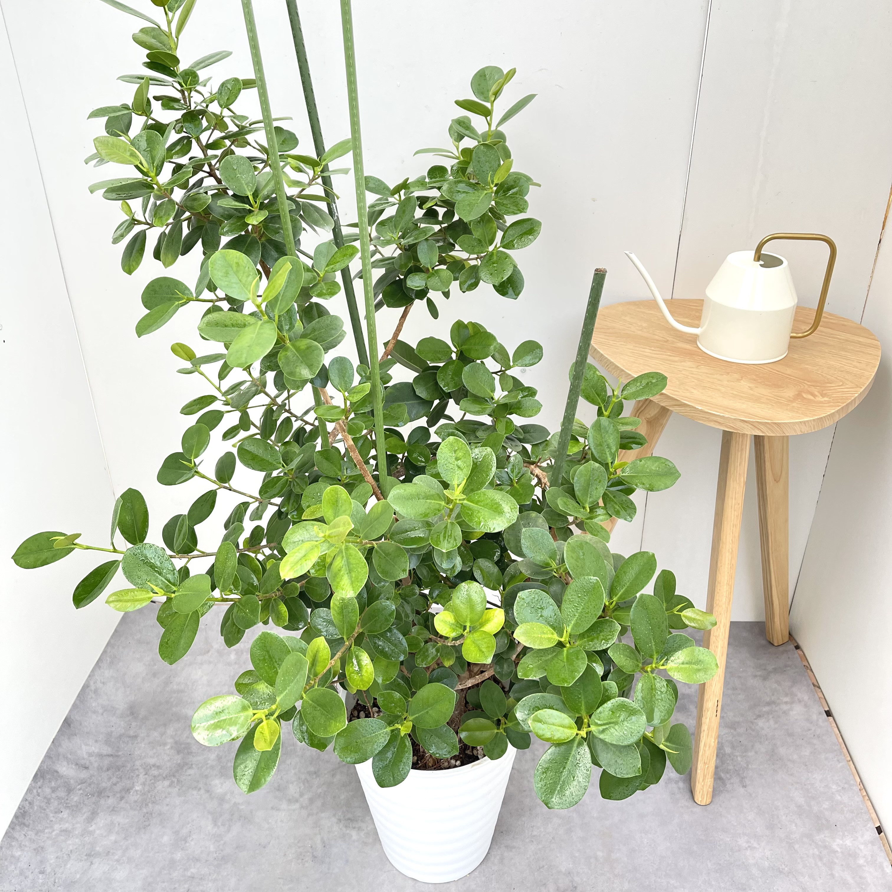 パンダガジュマル　6【現品】☆希少☆ 観葉植物　大型
