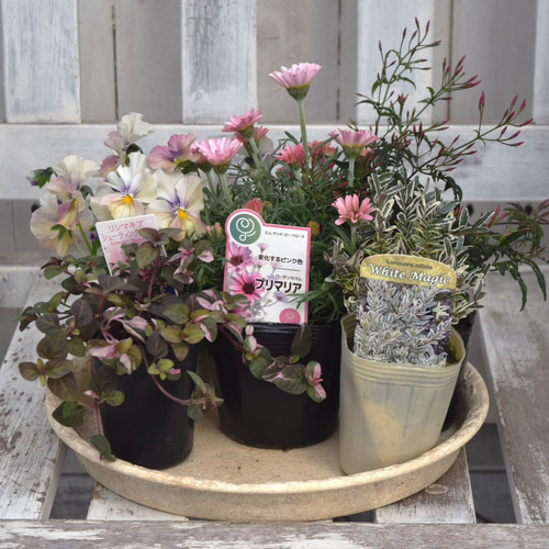 ミニマムキュート！大人のローダンセマム寄せ植え※寄せ植えセット 花苗