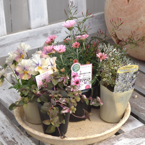 ミニマムキュート！大人のローダンセマム寄せ植え※寄せ植えセット 花苗