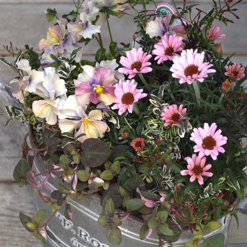 ミニマムキュート！大人のローダンセマム寄せ植え※寄せ植えセット 花苗