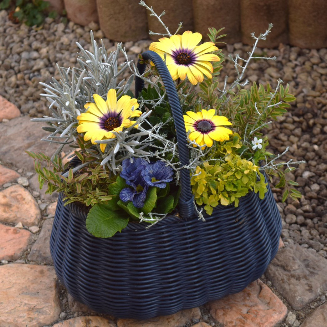 ひときわ目を惹く♪オステオ寄せ植え※寄せ植え完成品 花苗 苗 花 ガーデニング　園芸 ジュリアン オステオスペルマム