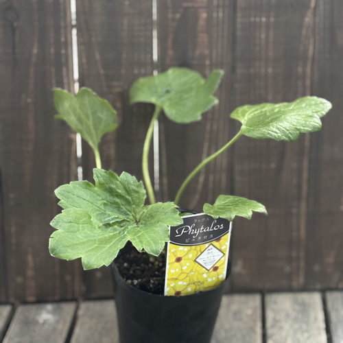 ラナンキュラス「ラックス」5種 小さめ苗 今シーズン開花株 はるはな