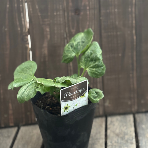 ラナンキュラス「ラックス」5種 小さめ苗 今シーズン開花株 はるはな