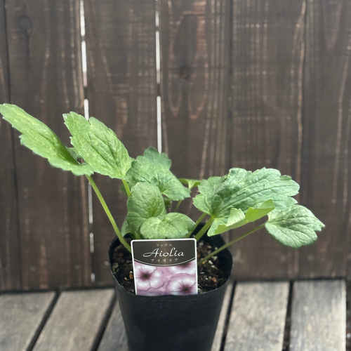 専用　ラナンキュラスラックス5苗 ラナンキュラス「ラックス」5種 小さめ苗 今シーズン開花株 はるはな