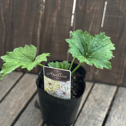 多肉植物＊エケベリア「ブラックプリンス」 ♡くろすけ♡ その他