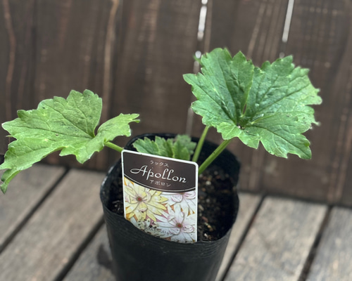 ラナンキュラス「ラックス」5種 小さめ苗 今シーズン開花株 はるはな