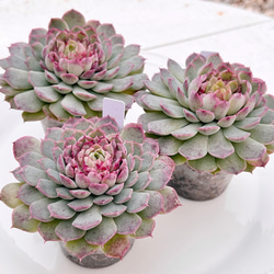 新発売✨セダム レッドベリー錦 根付き 多肉植物 多肉植物 pariʚ