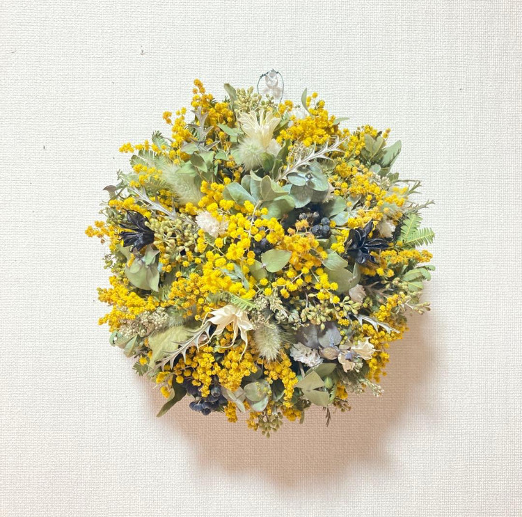 【2026年予約受注販売】ミモザノンホールリース