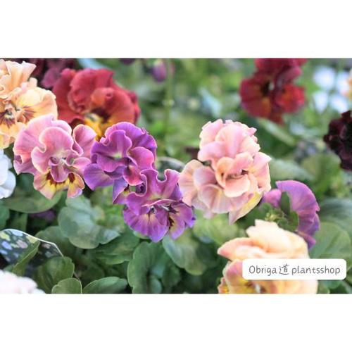 吉村龍典さん育種のフリル咲きビオラ「プリンセスKEIKO」3.5号/寄せ