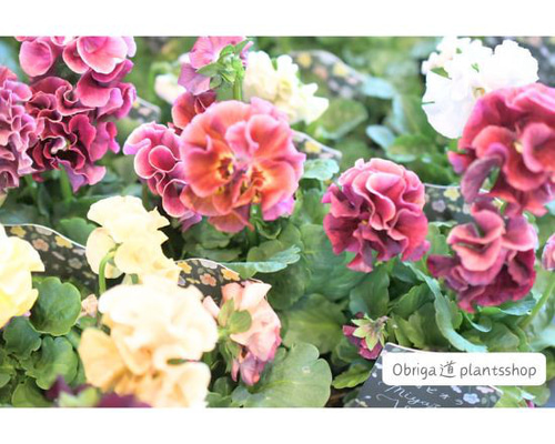 吉村龍典さん育種のフリル咲きビオラ「プリンセスKEIKO」3.5号/寄せ