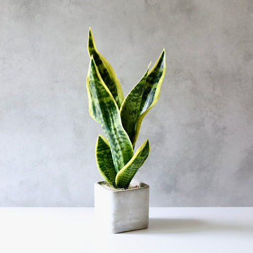 トラノオ サンセベリア サンスベリア フェイクグリーン 人工観葉植物