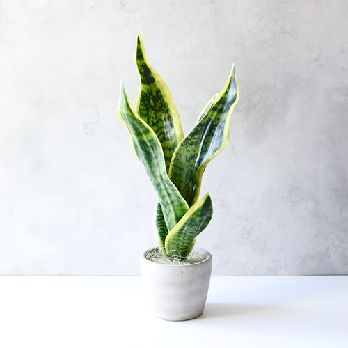 現品 サンスベリア バイビット ドライガーデン インテリアグリーン