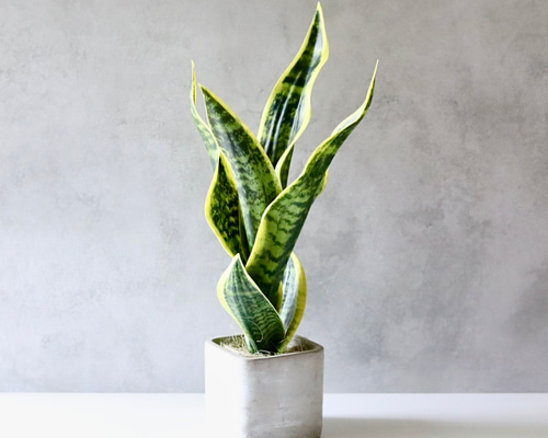 フェイクプラント 観葉植物 サンセベリア 人工植物 グリーン 癒し リラックス 玄関 庭 リビング ダイニング 室内 屋外 インテリア 4-7 フェイクプラント 観葉植物 サンセベリア 人工植物 グリーン 癒し