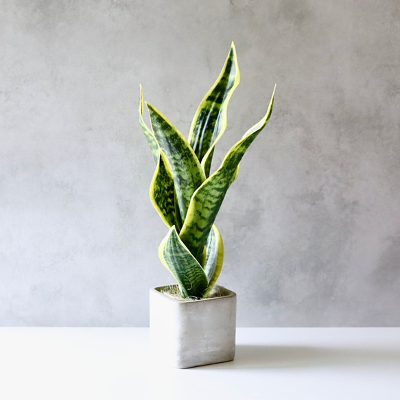 【トラノオ】観葉植物 トラノオ（虎の尾）」と呼ばれるサンスベリアの魅力を伝えたい！| 観葉