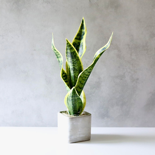 トラノオ サンセベリア サンスベリア フェイクグリーン 人工観葉植物