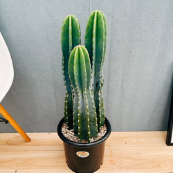 ［現品］36番　柱サボテン　鬼面角 3本立て　8号　多肉植物　おしゃれ 現品］36番 柱サボテン 鬼面角 3本立て 8号 観葉植物 多肉植物