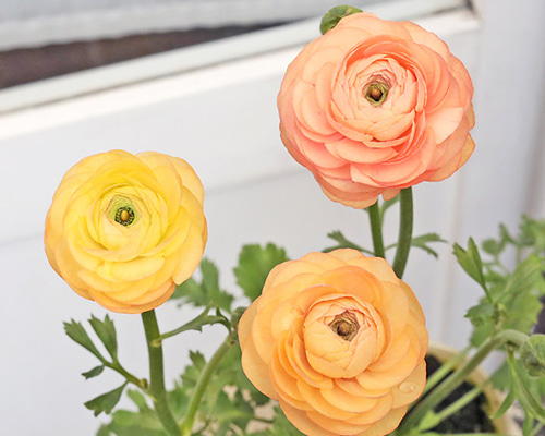 花苗 ラナンキュラス エレガンス サーモン 3.5号 宿根草 おしゃれ