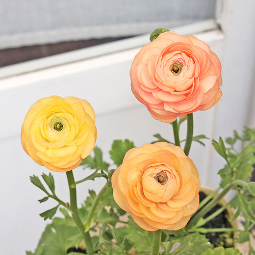 花苗 ラナンキュラス エレガンス サーモン 3.5号 宿根草 おしゃれ