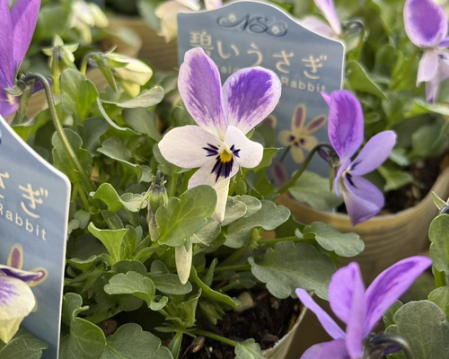 超レア！【コオロギノブコさん】ビオラ「碧いうさぎ」 花苗 花 苗