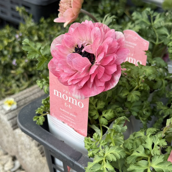 アネモネ 「MOMO」 花苗 花 苗 ガーデニング フラワー アートフラワー