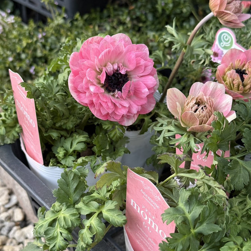 アネモネ 「MOMO」 花苗 花 苗 ガーデニング フラワー アートフラワー