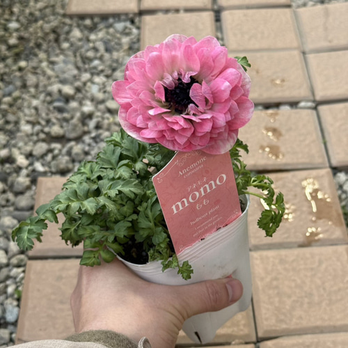 アネモネ 「MOMO」 花苗 花 苗 ガーデニング フラワー アートフラワー