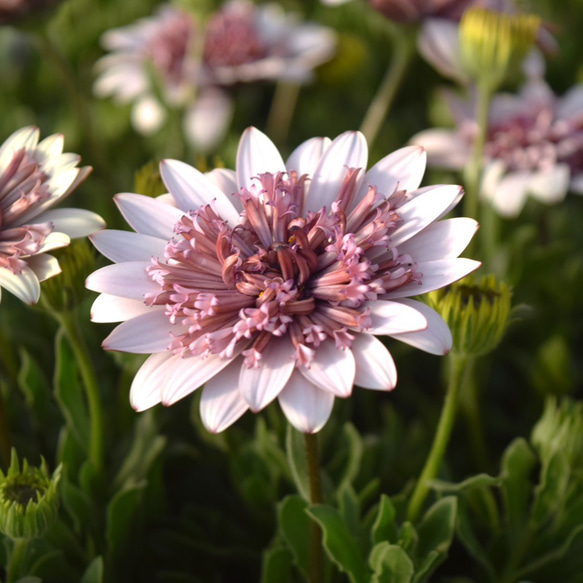 松原園芸さん】オステオスペルマム「パティエ ベリーホワイト」 花苗