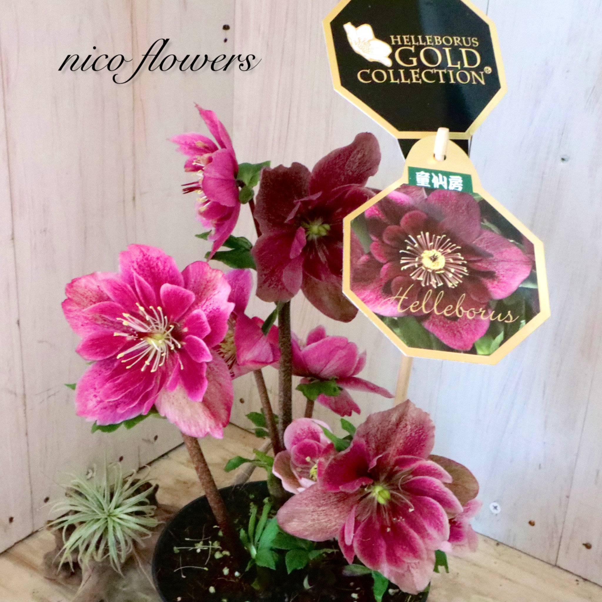 雪の妖精♡クリスマスローズ♡HGC♡フーリールビー♡ 5,032円