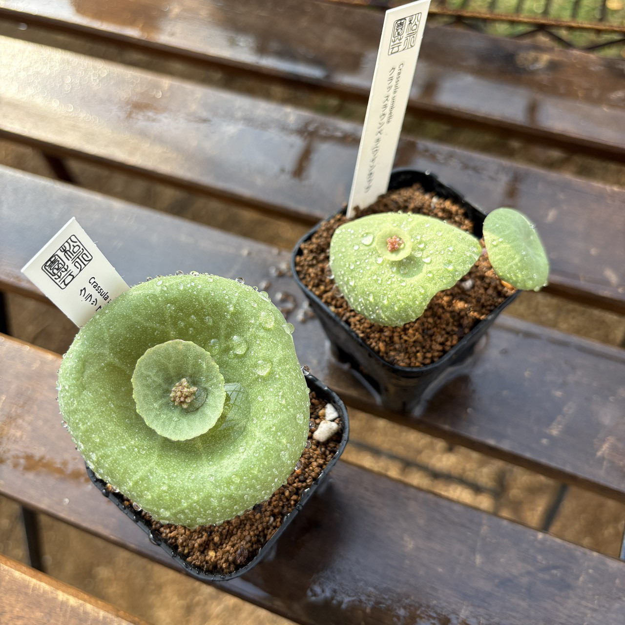 クラッスラ ワインカップ（学名: Crassula umbella）