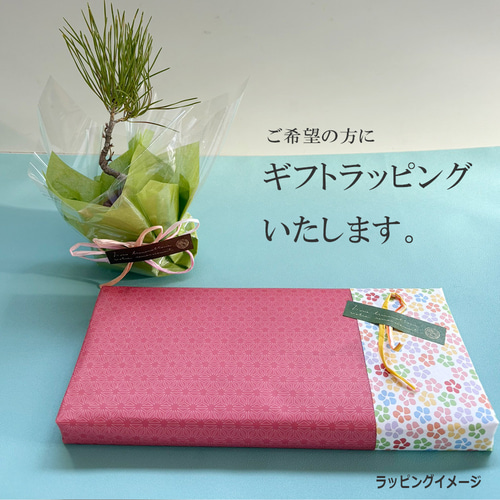 縮景を楽しむ。枯山水 玉砂利 小サイズ + 紅長寿梅苔玉・器セット