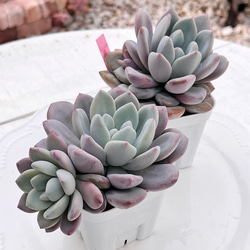 新発売✨セダム レッドベリー錦 根付き 多肉植物 多肉植物 pariʚ