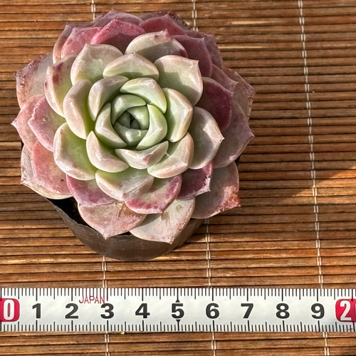 ピンクスポット ハウス直送 多肉植物 エケベリア 園芸 抜き苗 多肉植物