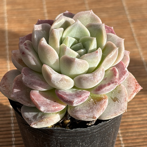 ピンクスポット ハウス直送 多肉植物 エケベリア 園芸 抜き苗 多肉植物