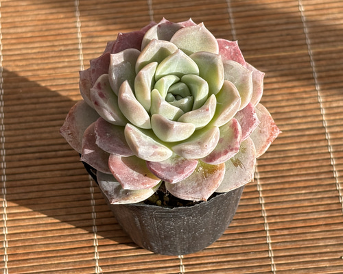 ピンクスポット ハウス直送 多肉植物 エケベリア 園芸 抜き苗 多肉植物