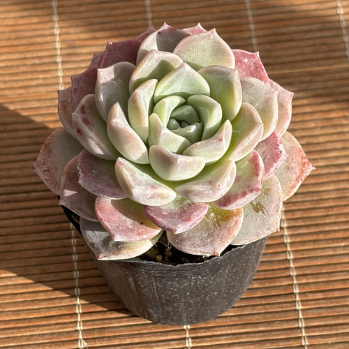 めっちゃピンク❤️☆パステル☆抜き苗☆子吹き中♪♪☆多肉植物