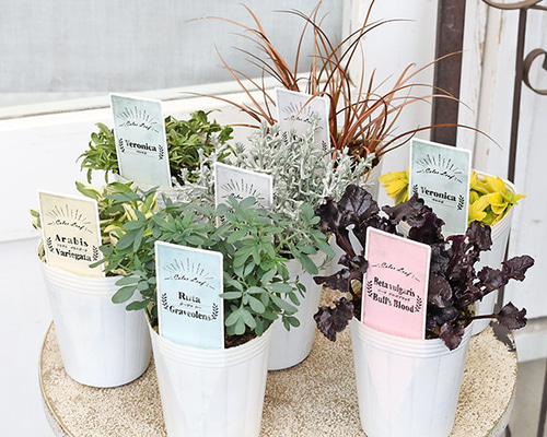 草花苗 カラーリーフ シリーズ ガーデンルー アラビス プラチーナ