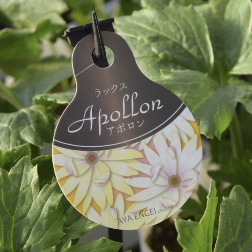 ラナンキュラス ラックス「アポロン」 花苗 花 苗 ガーデニング