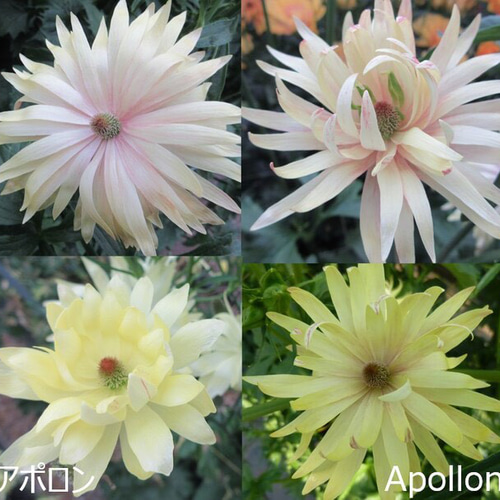 ラナンキュラス ラックス「アポロン」 花苗 花 苗 ガーデニング