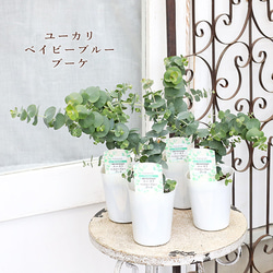 花苗 常緑樹 メラレウカ・ティーツリー トピアリー仕立て 4号ポット