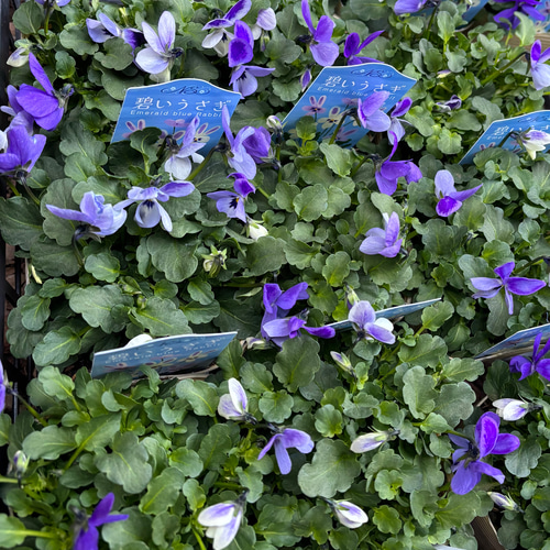 コオロギノブコさん 「碧いうさぎ」うさぎの耳のような花弁が可愛い