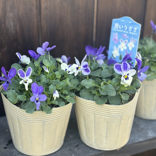 コオロギノブコさん 「碧いうさぎ」うさぎの耳のような花弁が可愛い