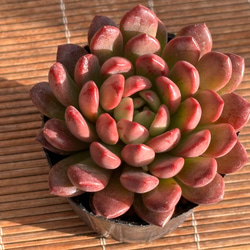 ピンクルルビー ハウス直送 多肉植物 エケベリア 園芸 多肉植物 SORA