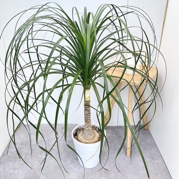 希少♪大型 特大株♪ トックリラン ポニーテール ノリナ トックリラン ポニーテール ノリナ【現品】観葉植物 大型 室内 その他