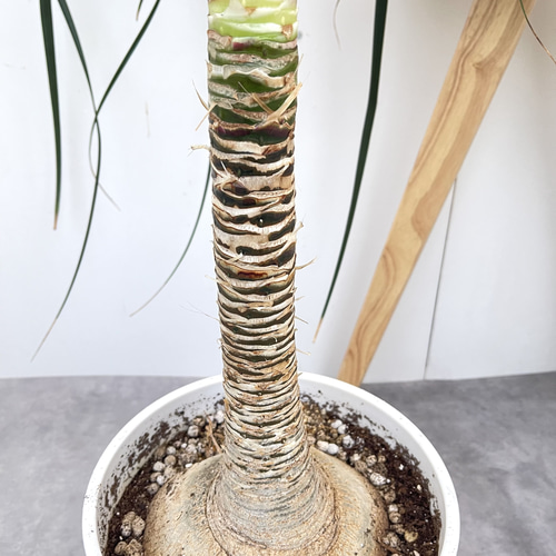 トックリラン ポニーテール ノリナ【現品】観葉植物 大型 室内 その他