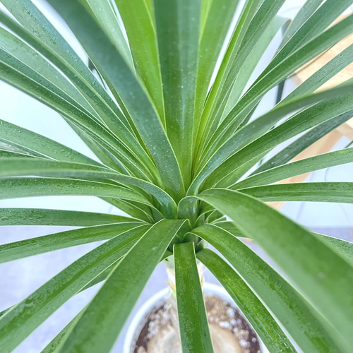 トックリラン ポニーテール ノリナ【現品】観葉植物 大型 室内 その他