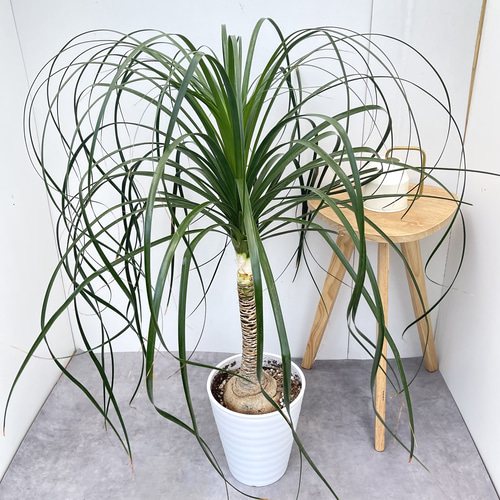トックリラン ポニーテール ノリナ【現品】観葉植物 大型 室内 その他